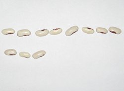 дорожки из фасоли