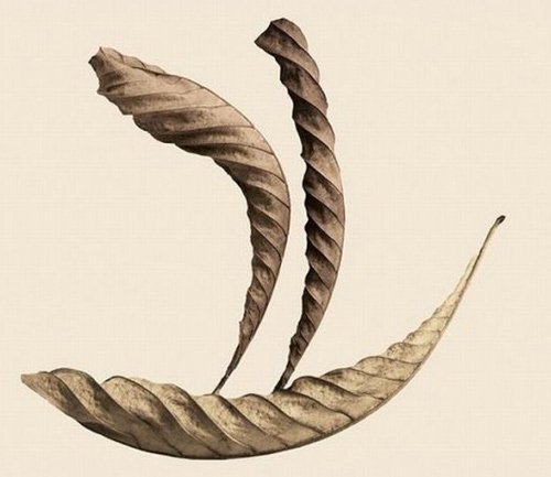 кораблик