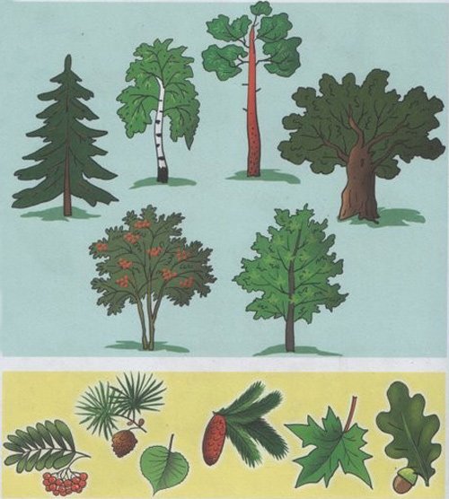 деревья и их пложы деревья