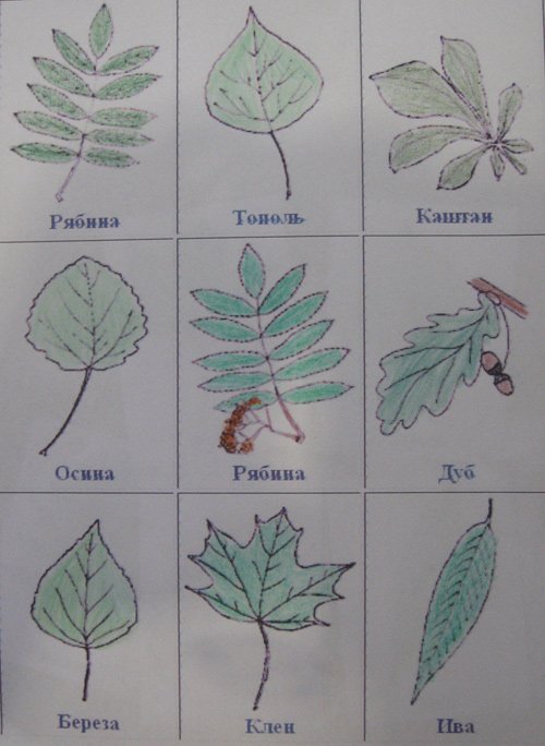 лото листья разных растений лото с листьев