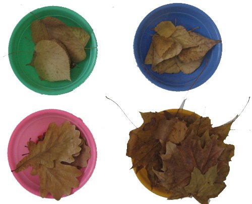 осенние листочки в тарелках осенние лисья в тарелках