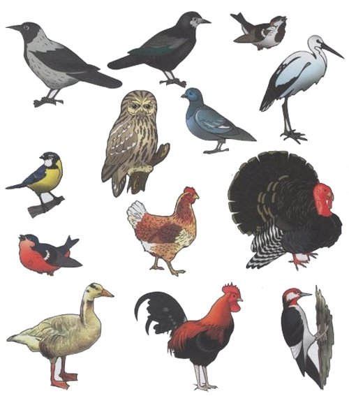 osen_ststya2 птицы