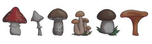 разные грибы грибы