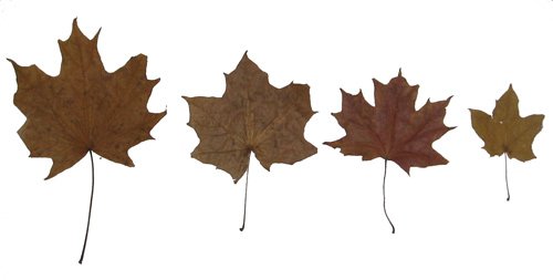 листочки разложены от большого к меньшему листья по размеру