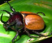 жук носорог