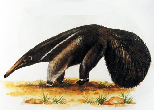 муравьед