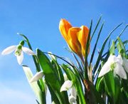 весенние цветы