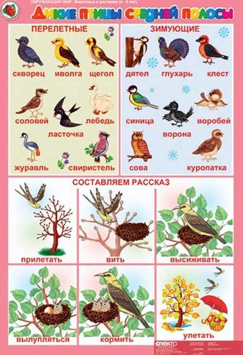 карточки дикие птицы