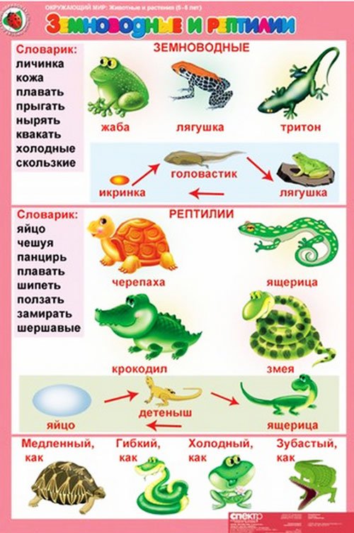 земноводные и рептилии