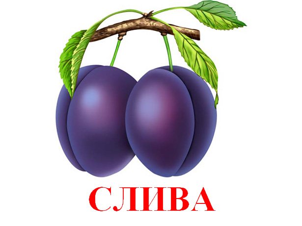 Слива - карточки Домана своими руками.