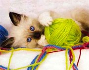 котенок с клубком ниток