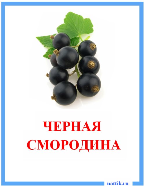черная смородина