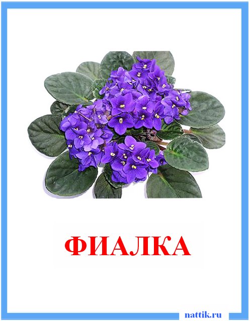фиалка