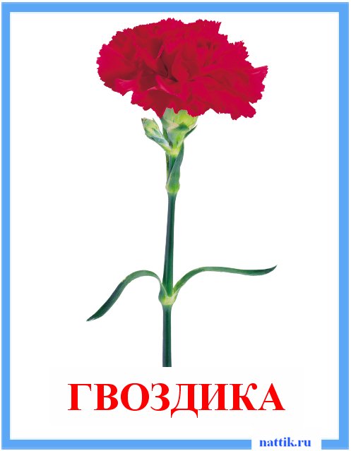 гвоздика