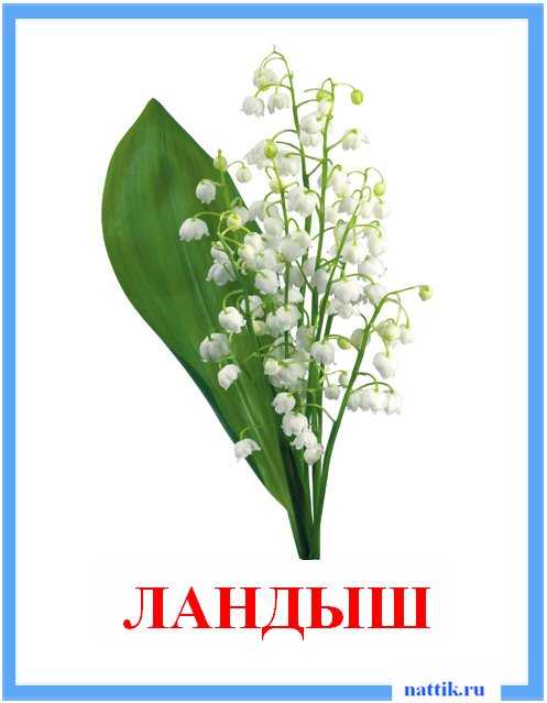 ландыш