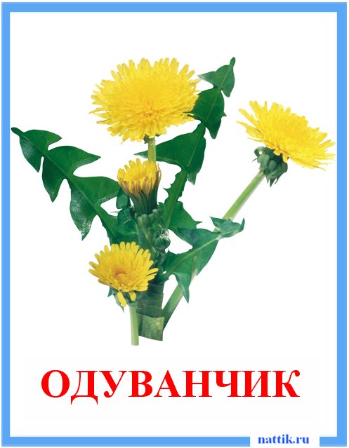 одуванчик