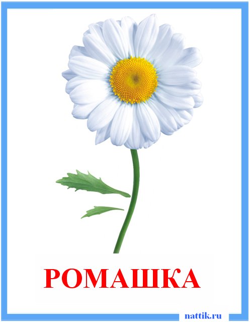 ромашка карточка