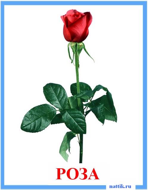 роза