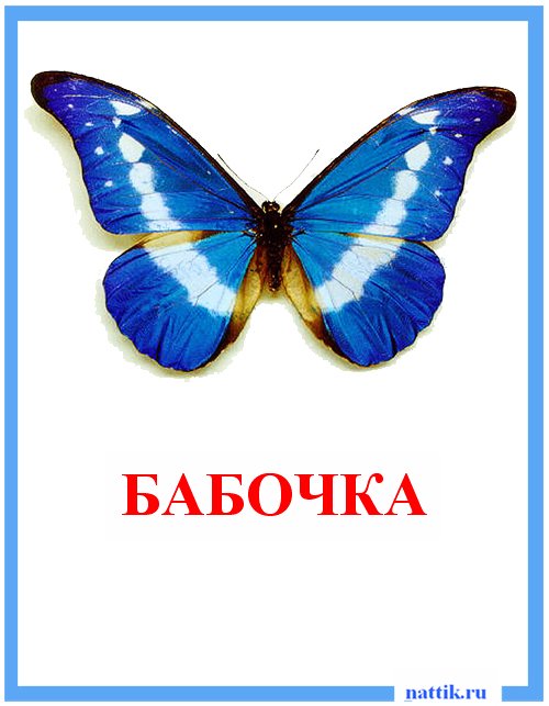 бабочка