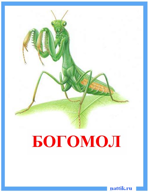 богомол