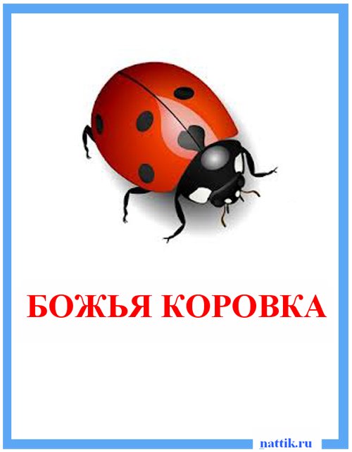 божья коровка