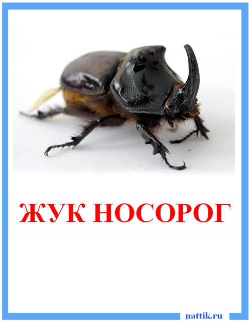 жук носорог