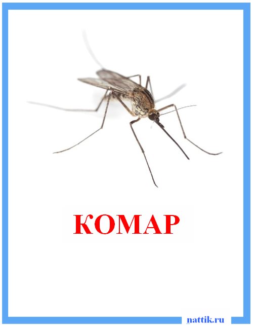 комар