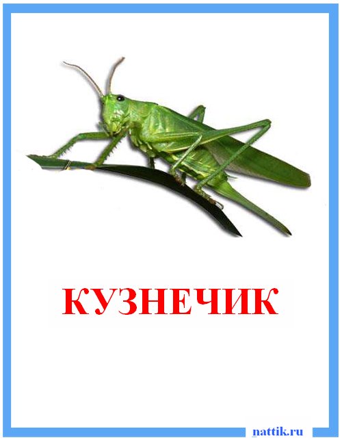 кузнечик