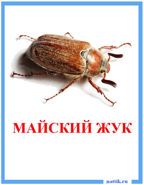 майский жук