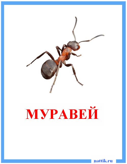 муравей