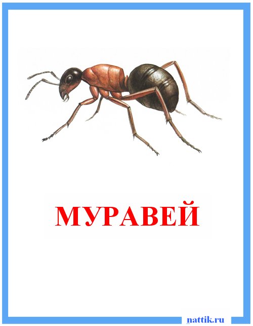 муравей