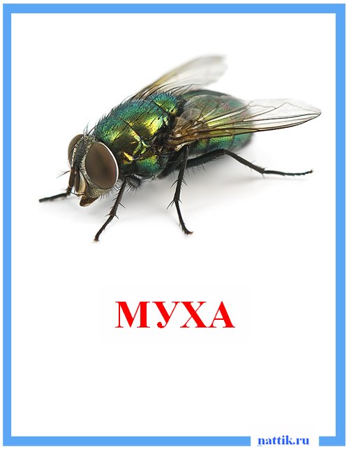 муха