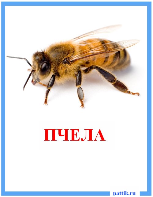 пчела