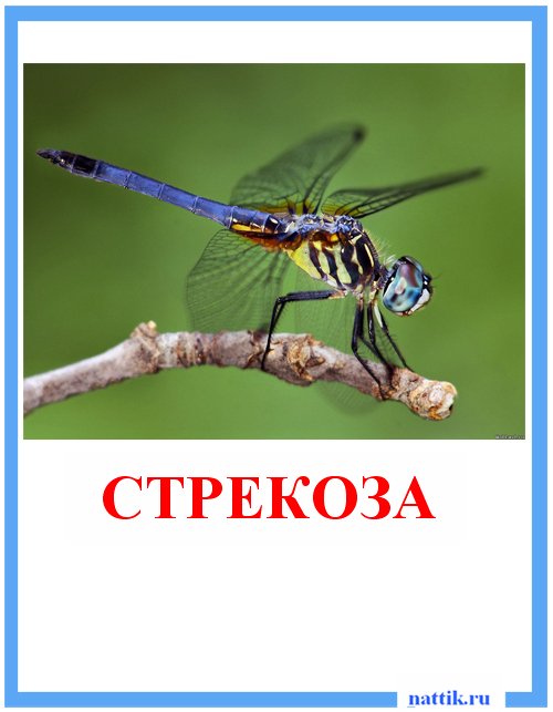 стрекоза на ветке