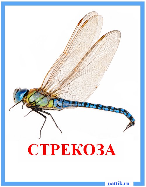 стрекоза
