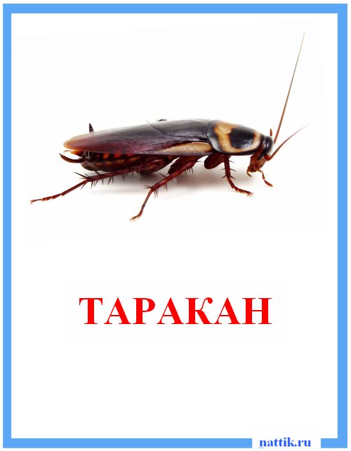таракан