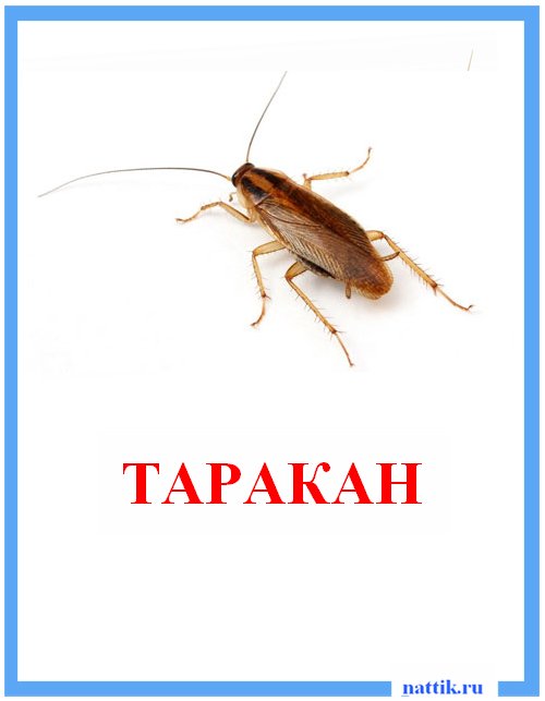 таракан