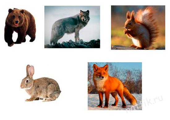 дикие лесные животные
