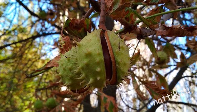 каштан на дереве