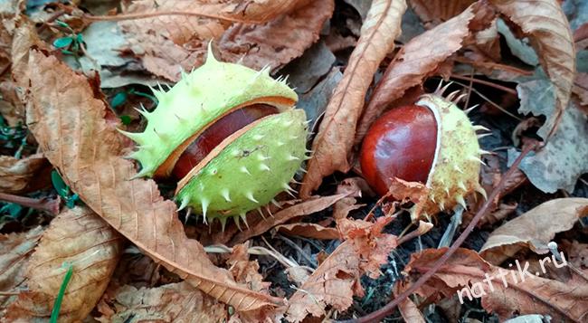 каштаны в опавших листьях
