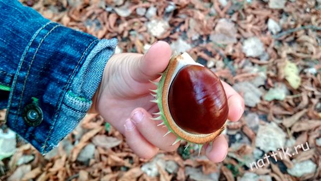 ребенок держит каштан