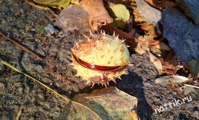 каштан в скорлупе на земле
