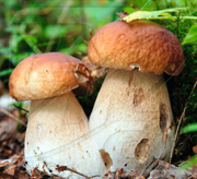 Стихи про грибы