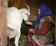 бабушка доит козу
