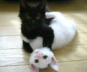 коты черный и белый