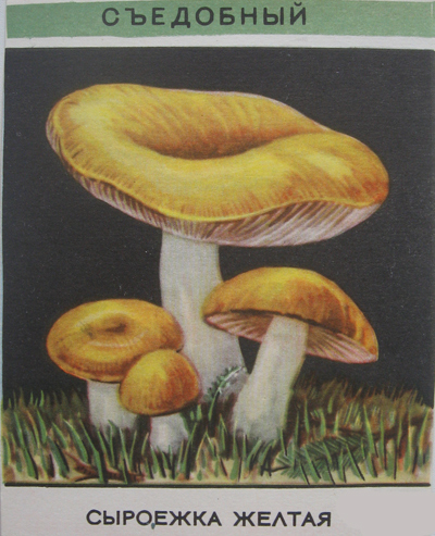 Съедобные и ядовитые грибы в картинках
