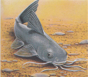 Энциклопедические сведения «Рыбы» в картинках