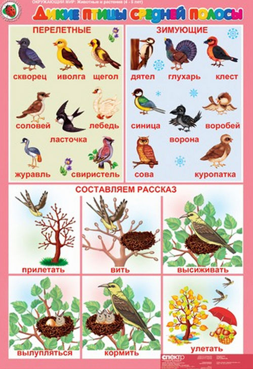 карточки дикие птицы