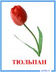 Тематические карточки «Цветы»