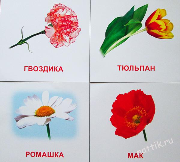 цветы на карточках Домана